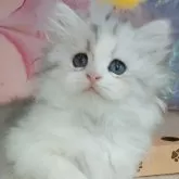 マンチカン(長足)