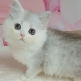 マンチカン(長足)