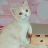 マンチカン(長足)