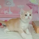 マンチカン(長足)