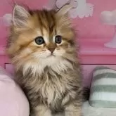 ミヌエット(長足)