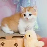 キンカロー