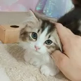 マンチカン(短足)