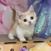 ミヌエット(短足)
