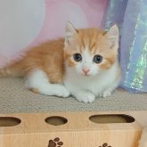 キンカロー
