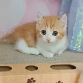 キンカロー