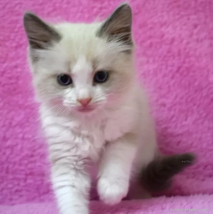 H.T 様のお迎えした子猫