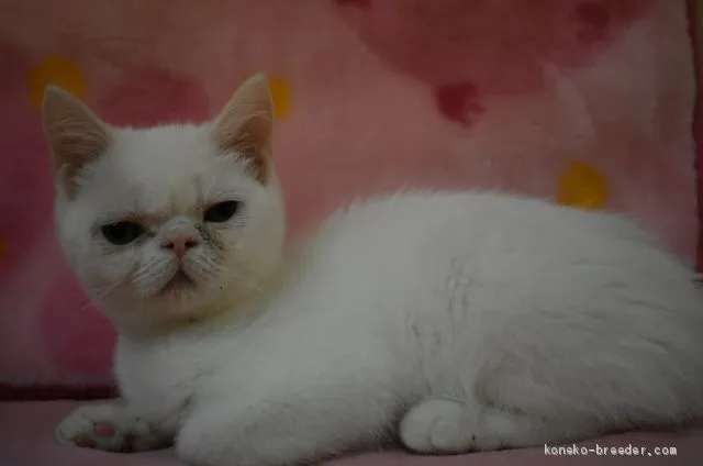 ID:1812-00966の子猫