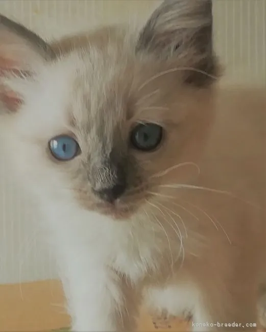 ID：1803-00040の子猫