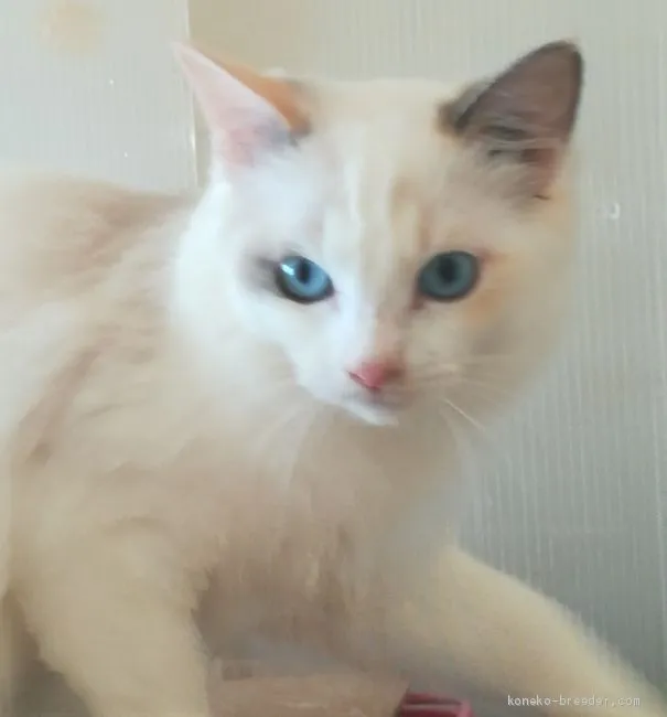 ID:1909-01428の子猫