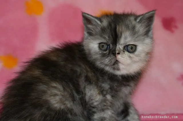 ID:1812-00969の子猫