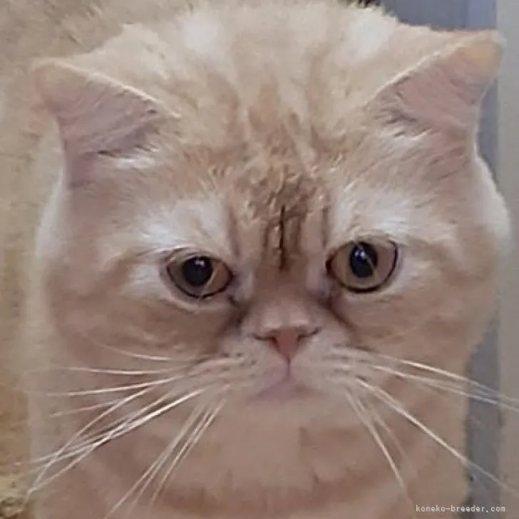 ID：2202-00460の子猫