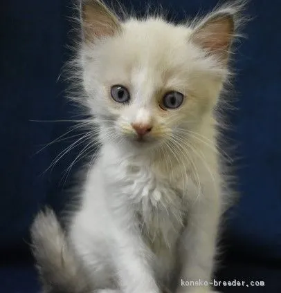 ID：2009-00063の子猫