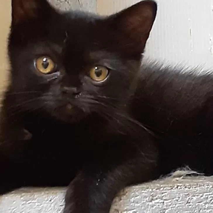 ID：2406-01708の子猫