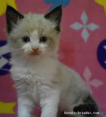 ID:2005-01657の子猫