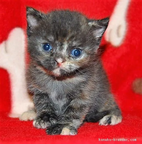 ID:1712-00443の子猫