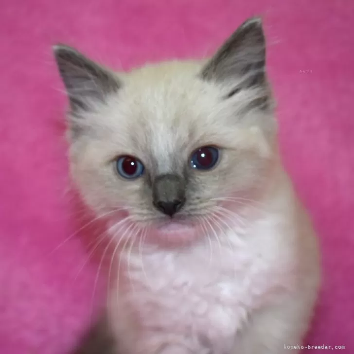 ID：2403-00437の子猫