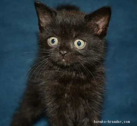 ID:2010-00148の子猫