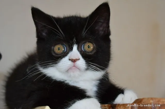 ID:1802-00460の子猫