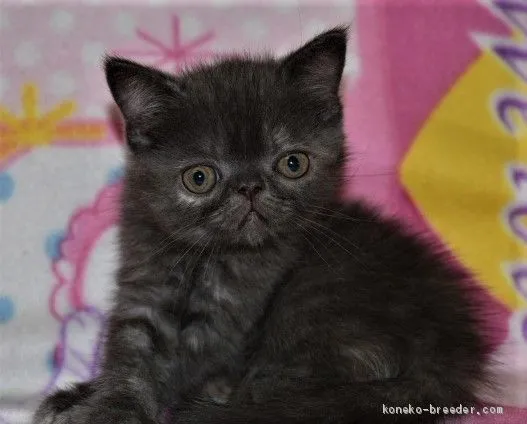 ID:2009-01860の子猫