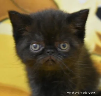 ID:2005-01662の子猫