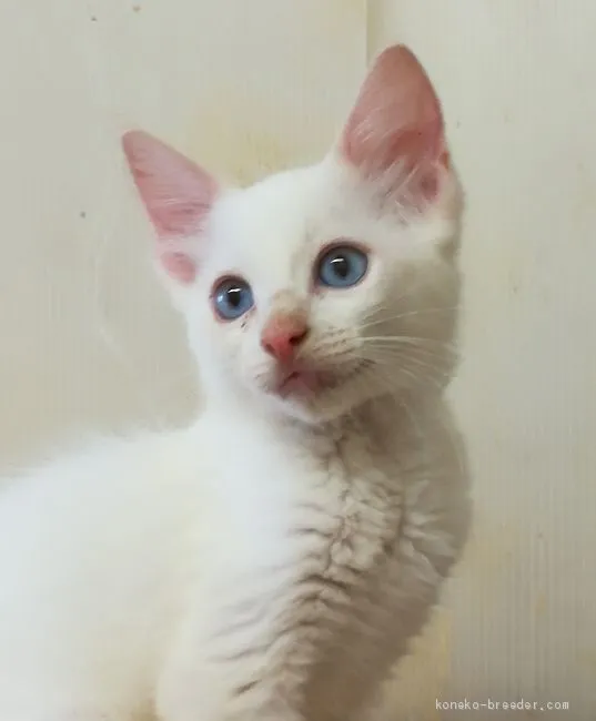 ID：2009-00044の子猫