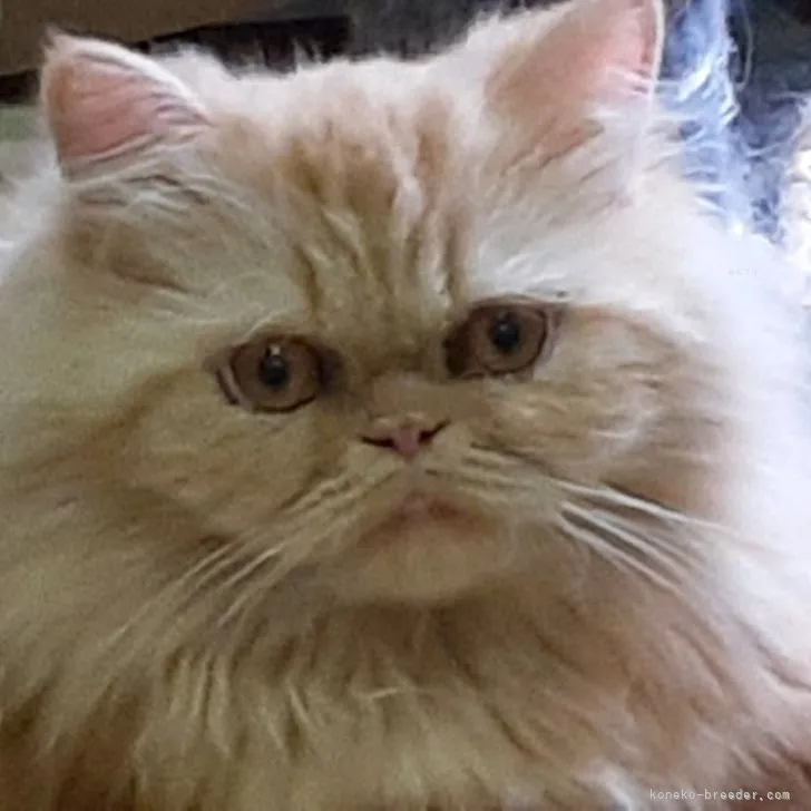 ID：2301-01771の子猫