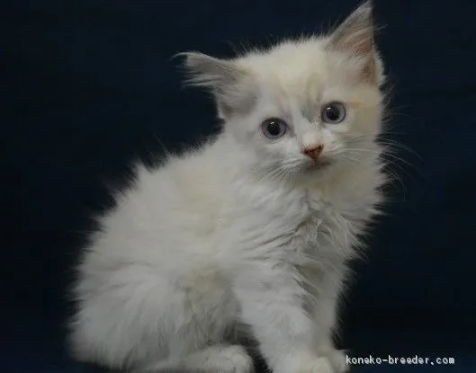 ID:2010-02057の子猫