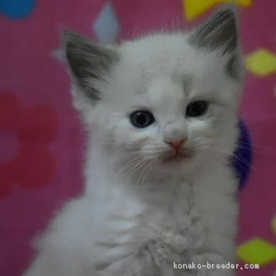 ID:2005-01637の子猫