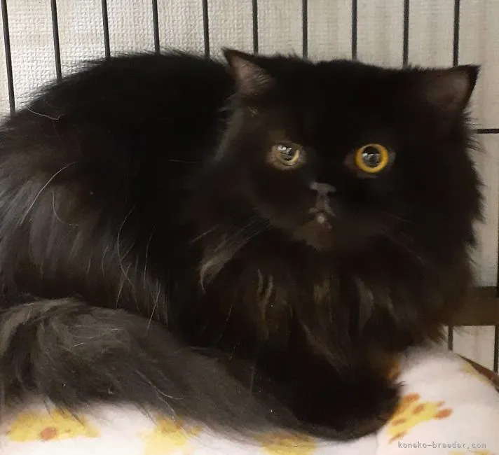 ID：2110-00131の子猫
