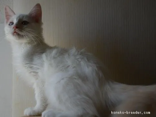 ID：1803-00041の子猫