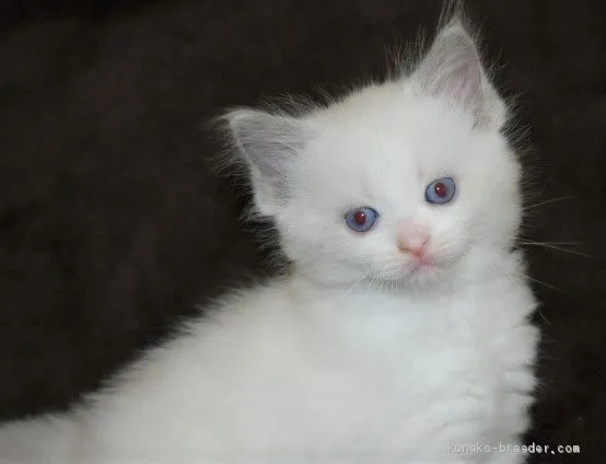 ID：2012-00833の子猫