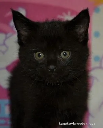 ID：2006-00604の子猫