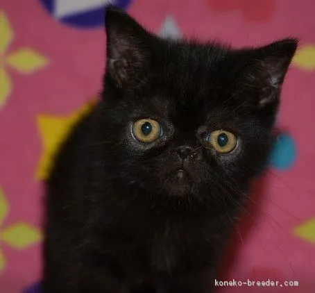 ID:2008-01399の子猫