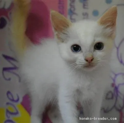 ID:1909-01429の子猫