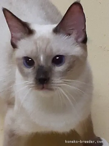 ID:2110-02084の子猫