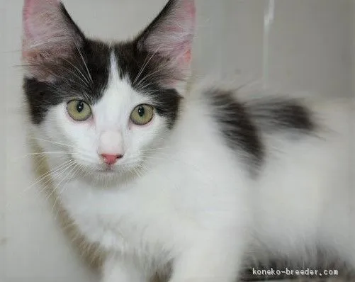 ID:1908-00488の子猫
