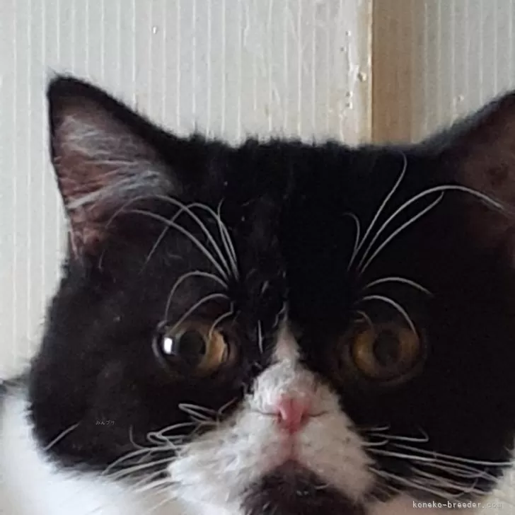 n 様のお迎えした子猫