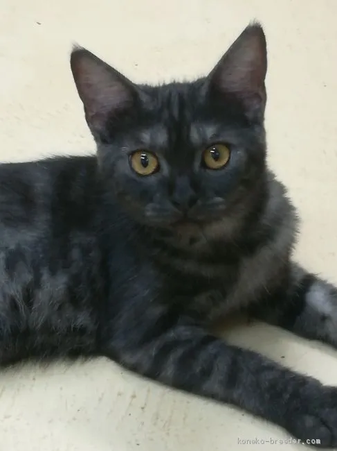 ID:2006-00623の子猫