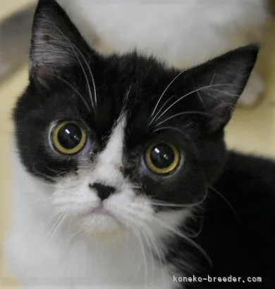 ID：2109-01600の子猫