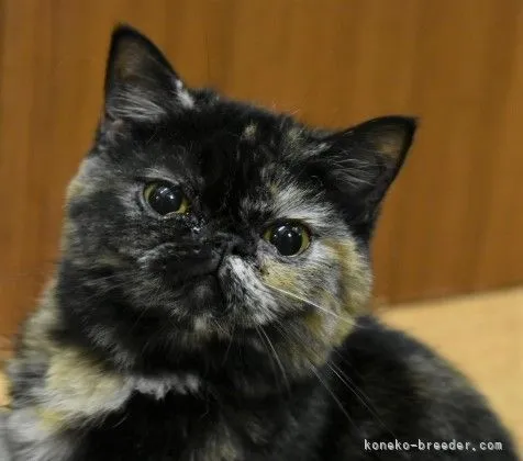 ID:2110-00132の子猫