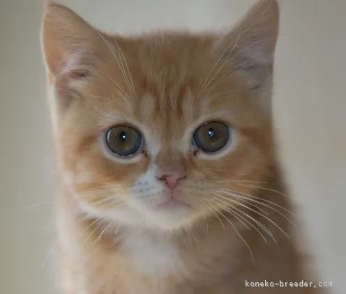 ID:1802-00461の子猫