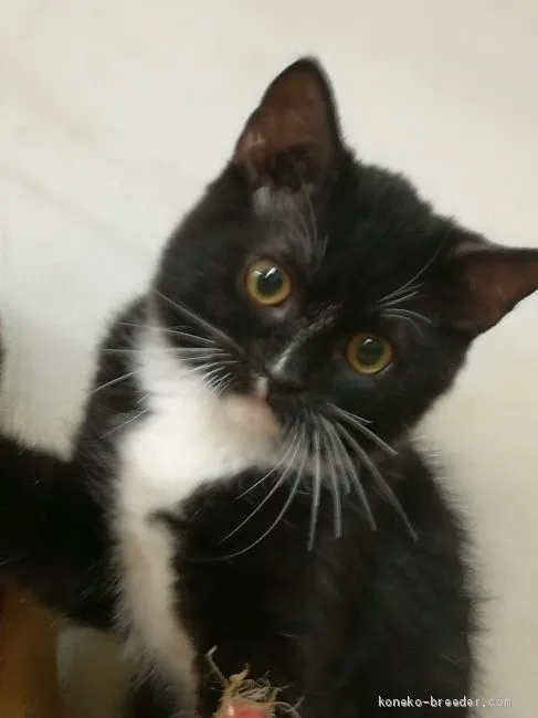ID：1909-00896の子猫