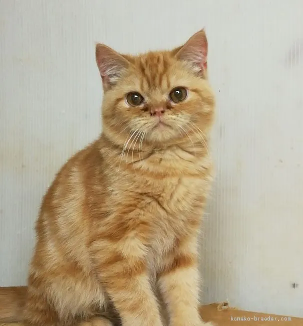 ID:2010-00143の子猫