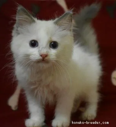 ID：2007-01244の子猫