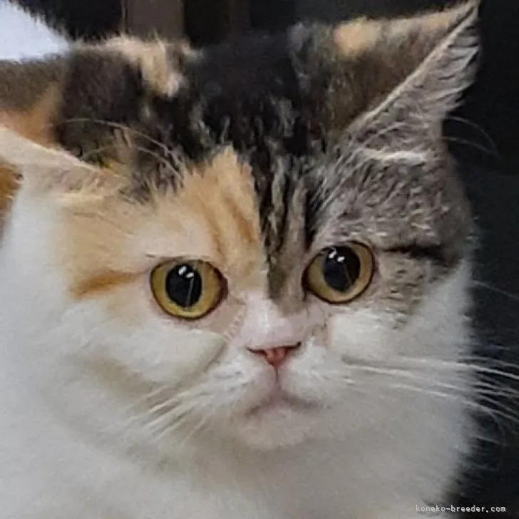 ID：2202-00214の子猫