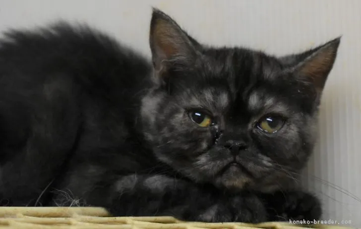 ID：1806-00790の子猫