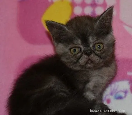 ID:2008-02249の子猫