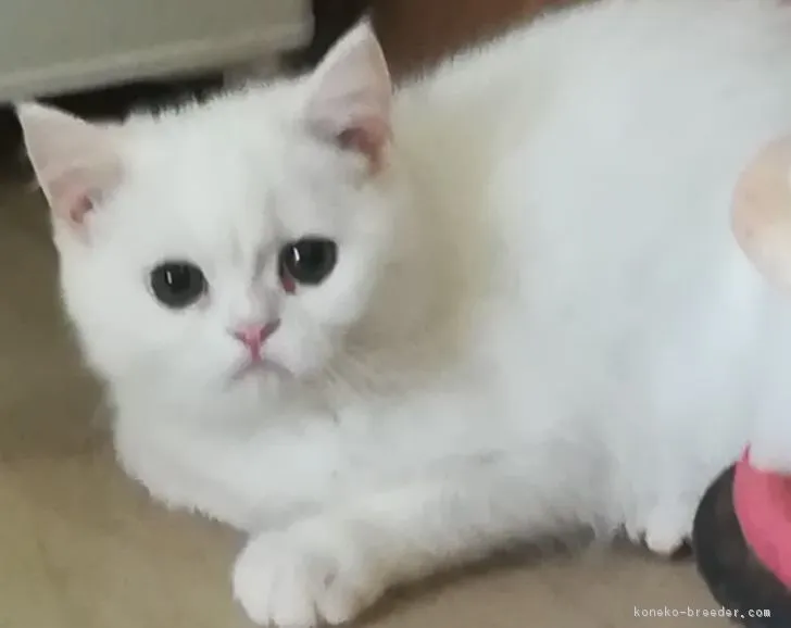 ID:1801-00680の子猫