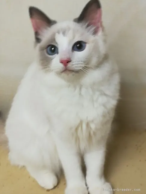 ID：2010-02059の子猫